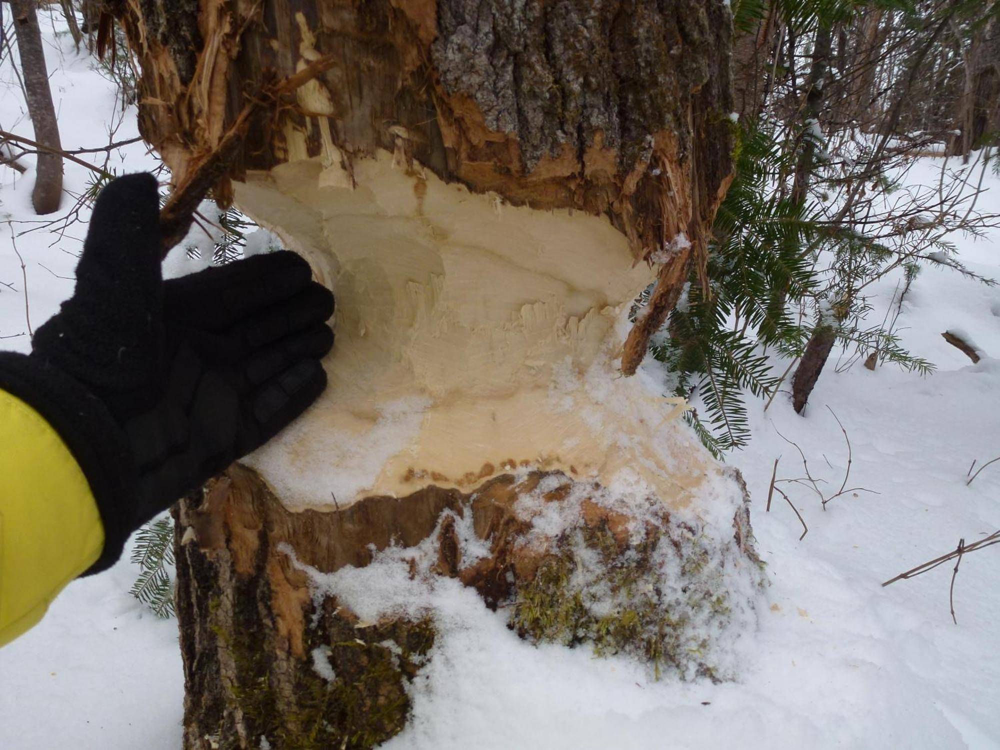 Domaine Le Bostonnais - Le Village En Bois Rond La Tuque Exteriör bild